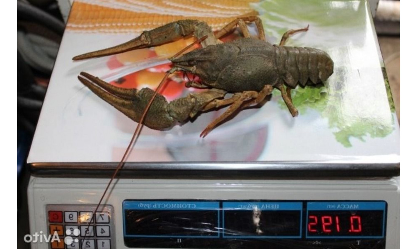 Магазин раки/крабы