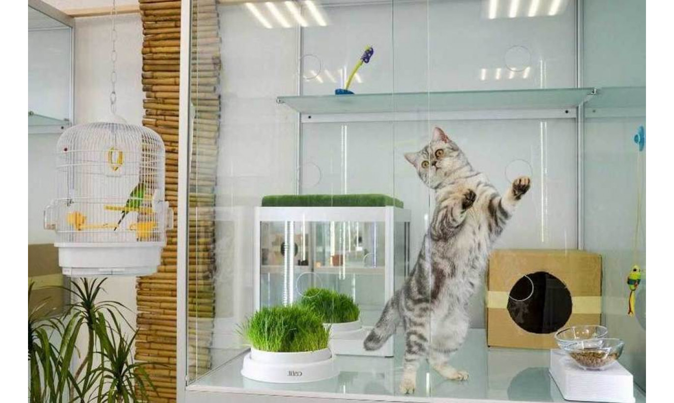 Гостиница для кошек и собак с очень низкой арендой