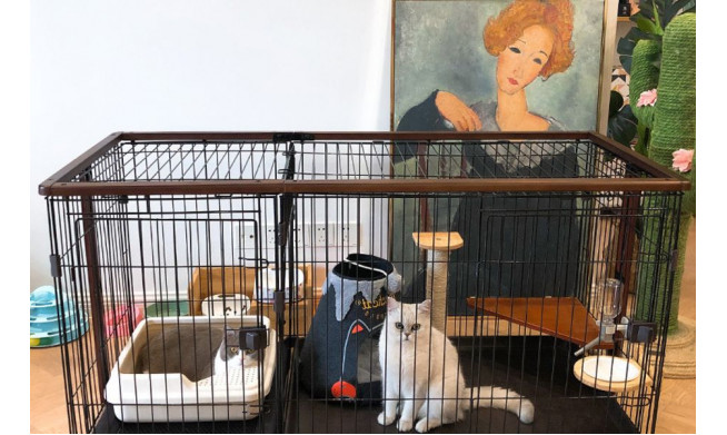 Питомник по разведению элитных кошек